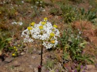 Chaerophyllum macrospermum