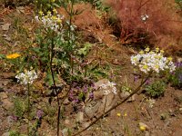 Chaerophyllum macrospermum 2, Saxifraga-Ed Stikvoort