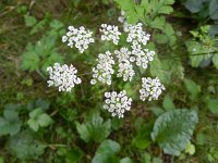 Chaerophyllum temulum 12, Dolle kervel, Saxifraga-Rutger Barendse