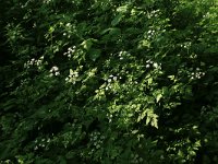 Chaerophyllum temulum 18, Dolle kervel, Saxifraga-Hans Boll