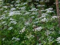 Chaerophyllum temulum 19, Dolle kervel, Saxifraga-Ed Stikvoort