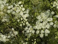 Chaerophyllum temulum 2, Dolle kervel, Saxifraga-Marijke Verhagen