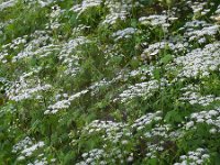 Chaerophyllum temulum 20, Dolle kervel, Saxifraga-Ed Stikvoort