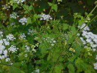 Chaerophyllum temulum 21, Dolle kervel, Saxifraga-Ed Stikvoort