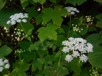 Chaerophyllum temulum 23, Dolle kervel, Saxifraga-Ed Stikvoort