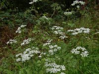 Chaerophyllum temulum 25, Dolle kervel, Saxifraga-Ed Stikvoort