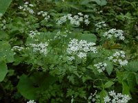 Chaerophyllum temulum 27, Dolle kervel, Saxifraga-Ed Stikvoort