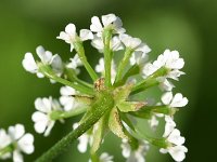 Chaerophyllum temulum 33, Dolle kervel, Saxifraga-Sonja Bouwman  891. Dolle kervel - Chaerophyllum temulum - Apiaceae familie (i)