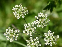 Chaerophyllum temulum 34, Dolle kervel, Saxifraga-Sonja Bouwman  891. Dolle kervel - Chaerophyllum temulum - Apiaceae familie (i) Zeist, Maarn