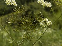 Chaerophyllum temulum 4, Dolle kervel, Saxifraga-Marijke Verhagen