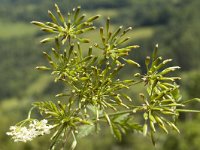 Chaerophyllum temulum 5, Dolle kervel, Saxifraga-Marijke Verhagen