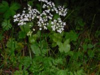 Chaerophyllum villarsii 2, Saxifraga-Ed Stikvoort