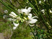 Chamaecytisus proliferus 2, Saxifraga-Hans Grotenhuis