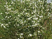 Chamaecytisus proliferus 3, Saxifraga-Hans Grotenhuis