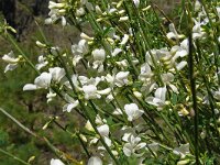 Chamaecytisus proliferus 4, Saxifraga-Hans Grotenhuis