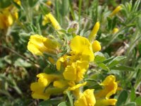 Chamaecytisus virescens 2, Saxifraga-Jan Willem Jongepier