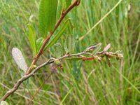 Chamaedaphne calyculata