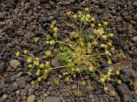 Chamaesciadium acaule 3, Saxifraga-Ed Stikvoort