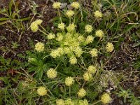 Chamaesciadium acaule 4, Saxifraga-Ed Stikvoort