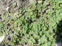 Chamaesyce prostrata 2, Saxifraga-Rutger Barendse