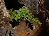 Cheilanthes tinaei 2, Saxifraga-Ed Stikvoort