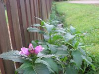 Chelone obliqua 3, Saxifraga-Rutger Barendse