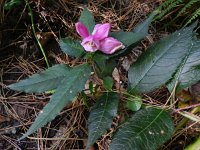 Chelone obliqua 4, Saxifraga-Rutger Barendse