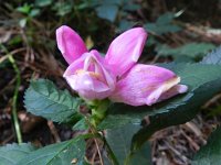 Chelone obliqua 5, Saxifraga-Rutger Barendse