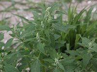 Chenopodium album 4, Melganzenvoet, Saxifraga-Peter Meininger