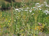 Chenopodium album 6, Melganzevoet, Saxifraga-Hans Dekker