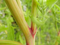 Chenopodium berlandieri 3, Texaanse ganzenvoet, Saxifraga-Rutger Barendse