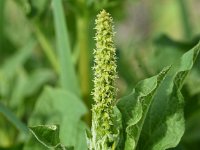 Chenopodium bonus-henricus 7, Brave hendrik, Saxifraga-Sonja Bouwman  Brave hendrik - Chenopodium bonus-henricus - Amaranthaceae familie; Zinal, Alp Trider, Vna (Zw)