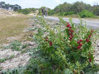 Chenopodium foliosum 7, Rode aardbeispinazie, Saxifraga-Jelle van Dijk