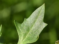 Chenopodium foliosum 8, Rode aardbeispinazie, Saxifraga-Sonja Bouwman