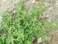 Chenopodium glaucum 10, Zeegroene ganzenvoet, Saxifraga-Rutger Barendse