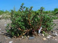 Chenopodium glaucum 14, Zeegroene ganzenvoet, Saxifraga-Ed Stikvoort