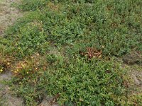 Chenopodium glaucum 15, Zeegroene ganzenvoet, Saxifraga-Hans Boll