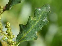 Chenopodium glaucum 18, Zeegroene ganzenvoet, Saxifraga-Sonja Bouwman  817. Zeegroene ganzenvoet - Chenopodium glaucum - Amaranthaceae familie (i)