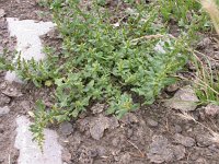 Chenopodium glaucum 2, Zeegroene ganzenvoet, Saxifraga-Peter Meininger