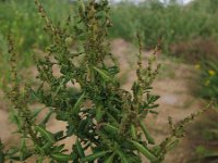 Chenopodium glaucum 4, Zeegroene ganzenvoet, Saxifraga-Rutger Barendse