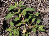 Chenopodium glaucum 6, Zeegroene ganzenvoet, Saxifraga-Peter Meininger