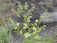 Chenopodiastrum hybridum 10, Esdoornganzenvoet, Saxifraga-Peter Meininge