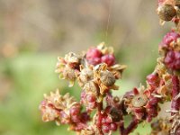 Chenopodiastrum hybridum 17, Esdoornganzenvoet, Saxifraga-Rutger Barendse