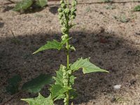 Chenopodiastrum hybridum 18, Esdoornganzenvoet, Saxifraga-Rutger Barendse