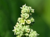 Chenopodiastrum hybridum 36, Esdoornganzenvoet, Saxifraga-Sonja Bouwman  Esdoornganzenvoet - Chenopodium hybridum - Amaranthaceae familie