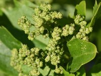 Chenopodium murale