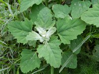 Chenopodium opulifolium 3, Sneeuwbalganzenvoet, Saxifraga-Rutger Barendse