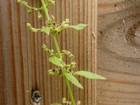 Chenopodium polyspermum 11, Korrelganzenvoet, Saxifraga-Ed Stikvoort