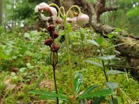 Chimophylla umbellata 5, Saxifraga-Hans Grotenhuis