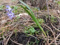 Chionodoxa forbesii 2, Saxifraga-Rutger Barendse